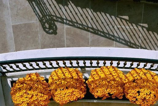 Orange Chrysanthemums adorn the Blue Room Balcony of the White House South Portico. White House photo by Tina Hager.