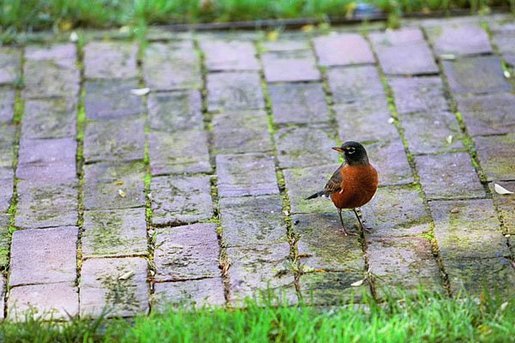 A robin visits the Jacqueline Kennedy Garden in the South Grounds of the White House during the 2004 fall season. White House photo by Tina Hager.