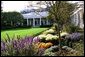 Varieties of Chrysanthemums, Salvia, Santolina and Asters bloom in the Rose Garden of the White House during the 2004 fall season. White House photo by Tina Hager.