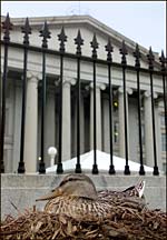 Duck nested outside Treasury building