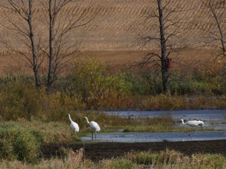 Whooping cranes use a re-established wetland in north central Iowa. (Greg Hanson, Indiana Department of Natural Resources)