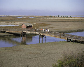 More than 15,000 acres of former commercial salt ponds are being rehabilitated in San Francisco Bay, California. (FWS)