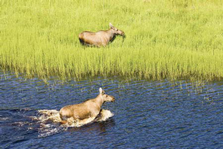 Moose on Selawink National Wildlife Refuge, Alaska. (Hillebrand, FWS)