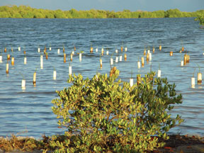 Mangrove forest restoration project in Puerto Rico. (FWS)