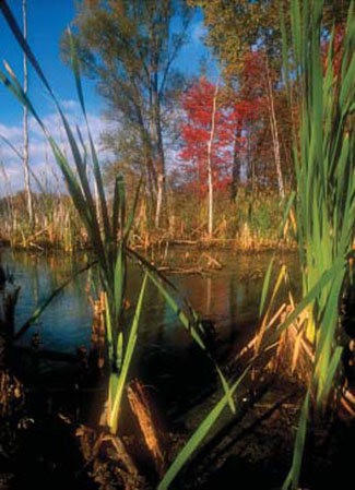 Freshwater emergent marsh with healthy forested buffer (photo by Jim Newton).