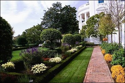 Varieties of Chrysanthemums, Salvia, Santolina and Asters bloom in the Rose Garden of the White House during the 2004 fall season.