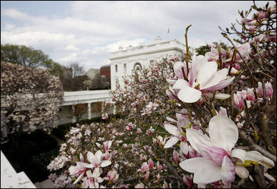 The broad flowering petals of a Saucer magnolia are seen in bloom March 26, 2008, above the White House Rose Garden.