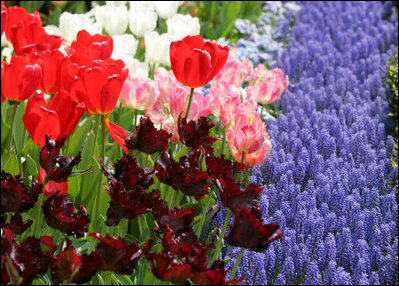 An array of spring flowers line the walkways of the White House Rose Garden, Thursday, April 13, 2006.