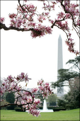 White House Cherry Tree blossoms frame the Washington Monument and the South Lawn fountain March 28, 2007. White House photo by Shealah Craighead 