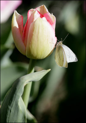 A moth lands on a blooming tulip in the East Garden of the White House, March 30, 2007. White House photo by Shealah Craighead 
