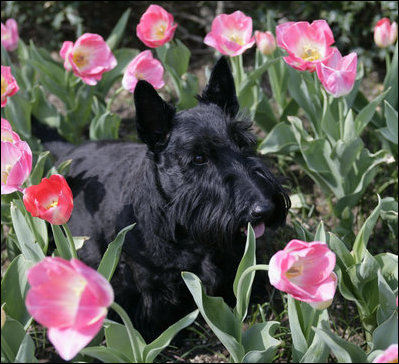 Miss Beazley takes her annual spring stroll through the tulip beds in the East Garden at the White House, April 2, 2007. White House photo by Shealah Craighead 