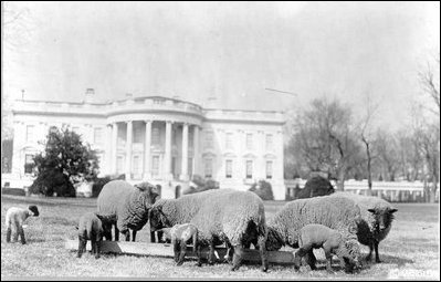 Woodrow Wilson's sheep graze on the South Lawn, 1918.