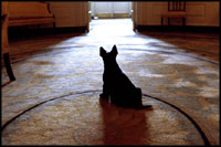 From the Diplomatic Reception Room doorway on April 16, 2002, Barney waits attentively for President Bush. Before the 1902 renovation, the Diplomatic Room and the other rooms on the ground floor were used for storage.