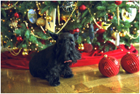 Barney poses for the cameras under the White House Christmas Tree in the Blue Room, Monday Dec. 9, 2002