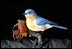 Blue bird ornament by Randall Martin, Whites Creek, TN