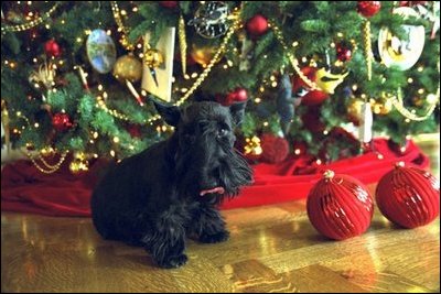Barney poses for the cameras under the White House Christmas Tree in the Blue Room.