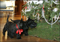 Barney and Miss Beazley visit the White House Christmas Tree in the Blue Room, Thursday, Nov. 30, 2006.