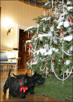 Barney and Miss Beazley visit the White House Christmas Tree in the Blue Room, Thursday, Nov. 30, 2006.