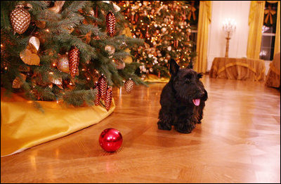 Barney finds a red Christmas decoration on the State Floor of the White House, while looking at all the holiday decorations Wednesday. Nov. 28, 2007.