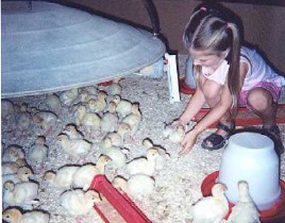 National Thanksgiving Turkey contestants hatched on July 10th in a turkey barn in the Carthage, Missouri area.