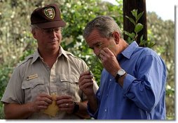 President George W. Bush smells a branch of sage with Ralph Waycott, volunteer coordinator of the Rancho Sierra Vista Nursery, during a tour of the Santa Monica Mountains National Recreation Area in Thousand Oaks, Calif. File photo.  White House photo by Paul Morse