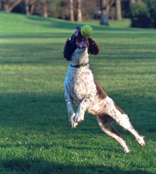 Spot leaps to catch a tennis ball on the South Lawn, April 3, 2001. White House photo by Eric Draper.