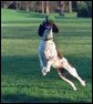 Spot leaps to catch a tennis ball on the South Lawn, April 3, 2001. White House photo by Eric Draper.