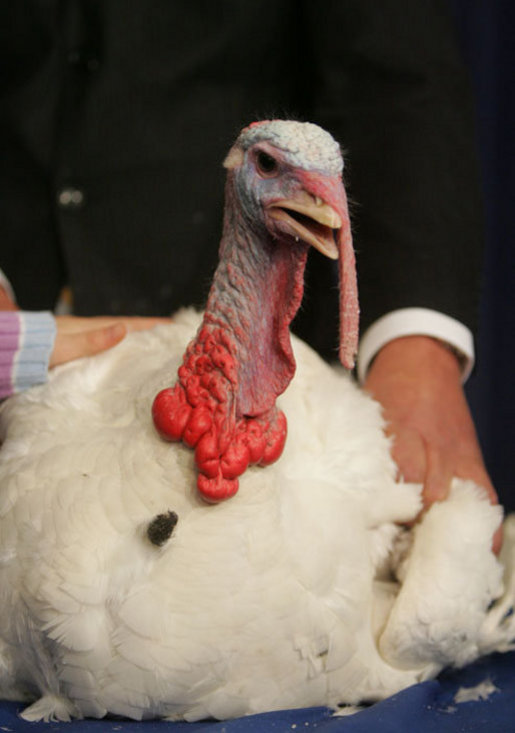 The National Thanksgiving Turkey, "Marshmallow", is seen Tuesday, November 22, 2005, at the official pardoning of the turkey by President George W. Bush, at the Eisenhower Executive Office Building in Washington. White House photo by David Bohrer