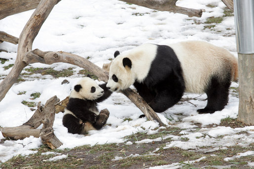 Giant Panda, Mei Xiang, plays with son, 7 month old Tai Shan, Tuesday, Feb. 14, 2006, at the Smithsonian National Zoological Park in Washington, DC. Tai Shan was born on July 9, 2005, and weighs over 33lbs. White House photo by Shealah Craighead