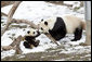 Giant Panda, Mei Xiang, plays with son, 7 month old Tai Shan, Tuesday, Feb. 14, 2006, at the Smithsonian National Zoological Park in Washington, DC. Tai Shan was born on July 9, 2005, and weighs over 33lbs. White House photo by Shealah Craighead