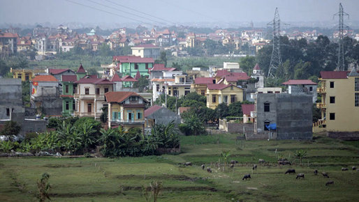 Cattle graze on the outskirts of Hanoi Friday, Nov. 17, 2006, site of the 2006 APEC Summit. White House photo by Paul Morse