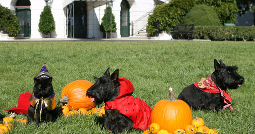 The White House pets, India, Miss Beazley and Barney, get ready for a Boo-tiful Halloween Wednesday, Oct. 31, 2007, as they sit for photos on the South Lawn of the White House. Being very patient, from left, are India, as the wizard; Miss Beazley, as a strawberry, and Barney, as a cowboy. White House photo by Shealah Craighead