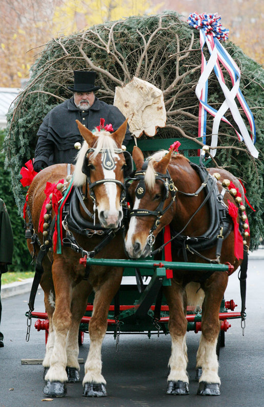 Scott D. Harmon of Brandy Station, Va., drives a horse-drawn carriage with horses "Karry and Dempsey"delivering the official White House Christmas tree Monday, Nov. 26, 2007, to the North Portico of the White House. The 18-foot Fraser Fir tree, from the Mistletoe Meadows tree farm in Laurel Springs, N.C., will be on display in the Blue Room of the White House for the 2007 Christmas season. White House photo by Joyce N. Boghosian