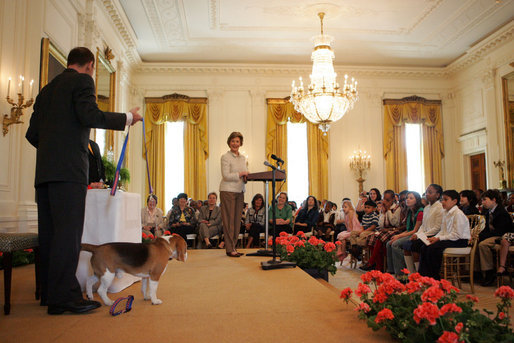 Mrs. Laura Bush welcomes the Westminster Kennel Club's 2008 Best in Show winner, Uno, Monday, May 5, 2008, to the East Room of the White House. White House photo by Shealah Craighead