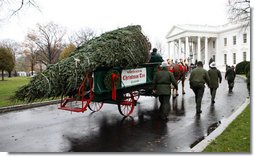 Sue Harman drives a horse-drawn carriage delivering the official White House Christmas tree Sunday, Nov. 30, 2008, to the North Portico of the White House. The Fraser Fir tree, from River Ridge Farms in Crumpler, N.C., will be on display in the Blue Room of the White House for the 2008 Christmas season. White House photo by Chris Greenberg