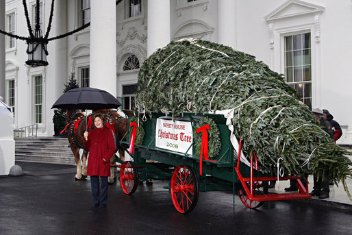 Mrs. Laura Bush delivers remarks as she stands with the White House Christmas tree Sunday, Nov. 30, 2008, in front of the North Portico of the White House. The Fraser Fir tree, from River Ridge Farms in Crumpler, N.C., will be on display in the Blue Room of the White House for the 2008 Christmas season. White House photo by Joyce N. Boghosian