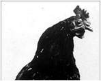 The Roosevelts once owned a one-legged rooster.