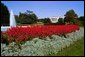 The South Grounds Fountain is encircled by Salvia (Red Flare) and Dusty Miller during the 2004 fall garden season at the White House. White House photo by Tina Hager.