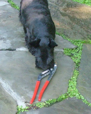 Picture of Barney 2004-9-29