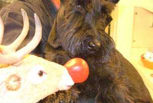 Picture of Barney