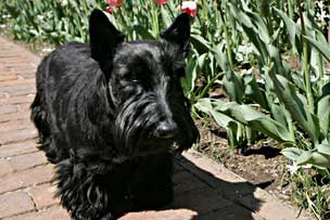 Picture of Barney