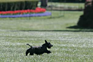 Miss Beazley sprints across the South Lawn