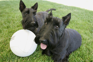 Picture of Barney