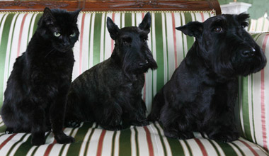 Bush family pets 