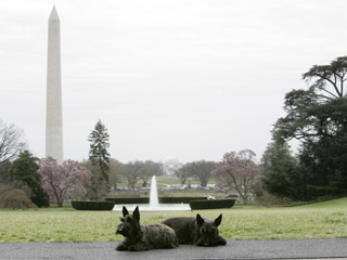 Barney and Miss Beazley relax on an overcast afternoon March 26, 2007, on the South Lawn of the White House, as the Washington Monument and Jefferson Memorial are seen in the background. White House photo by Joyce Boghosian