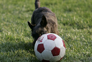 Picture of Barney