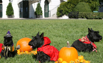 The White House pets, India, Miss Beazley and Barney, get ready for a Boo-tiful Halloween Wednesday, Oct. 31, 2007, as they sit for photos on the South Lawn of the White House. Being very patient, from left, are India, as the wizard; Miss Beazley, as a strawberry, and Barney, as a cowboy.