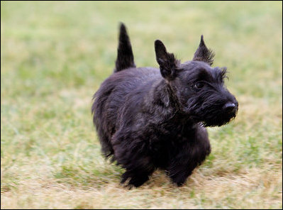 Exploring the vast South Lawn, a tiny Miss Beazley springs into action.