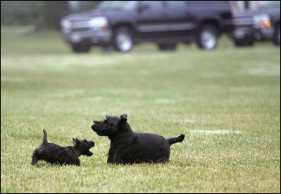 Miss Beazley finds her bark playing with Barney on the South Lawn.