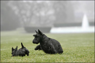 Barney gives a little playful chase to Miss Beazley on the South Lawn.